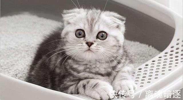 宠物|孩子头上长猫藓怎么办?