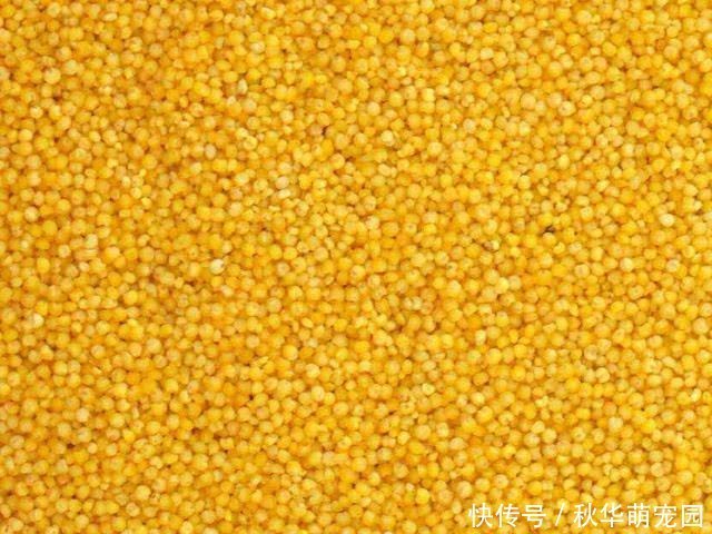 小米配“一宝”补充气血肾更好,老婆应该多做给老公吃