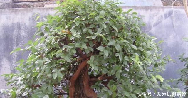  盆景|养3种“盆景树”，值钱又“镇宅”，比牡丹、绿萝好看，也好养！