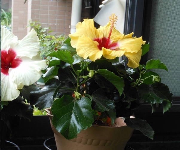 光照|7种一年四季开花的植物，阳台养一盆，天天有花看！