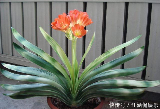 君子兰不开花,却不知道问题在哪老花匠这些地方有讲究