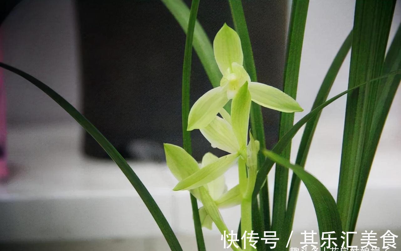 植料|兰花长期不开花,是环境和管理上“惹的祸”,自查3个方面并做好