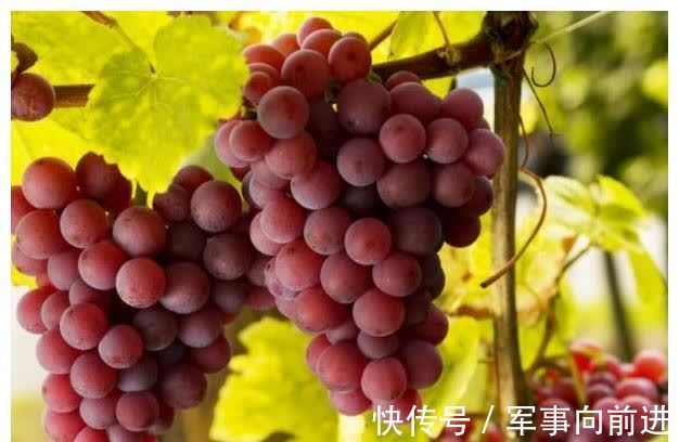 柑橘|孕期水果别乱吃,孕妇要做到“三吃”,可能对胎儿发育好