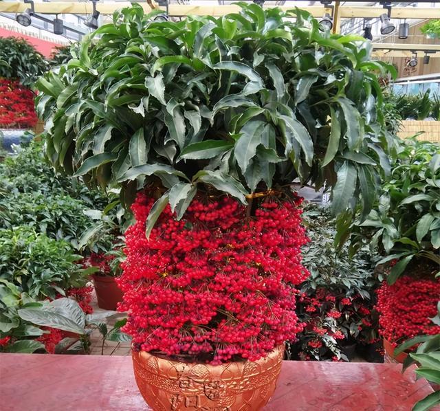 富贵籽的养护方法都在这里,不会的赶紧收藏