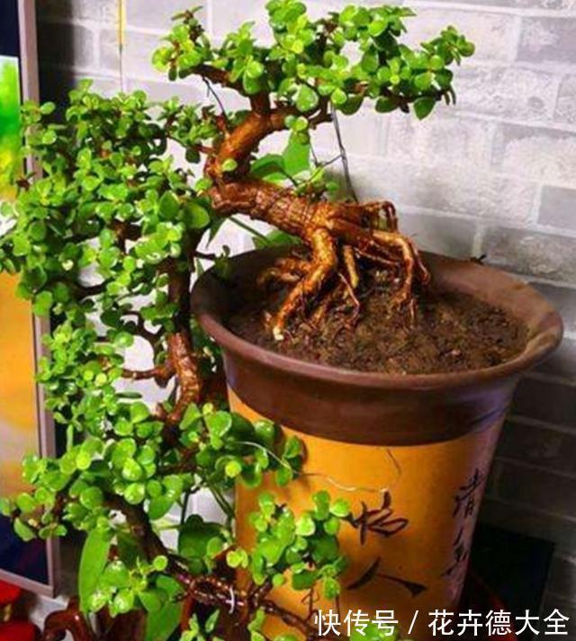 生根|9一10月,别忘记“扦插”这些花,“温度”适宜利于生根