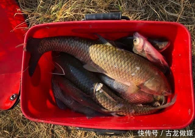 钓草鱼别怕累,这种钓法诱鱼速度最快,一来就是好几条