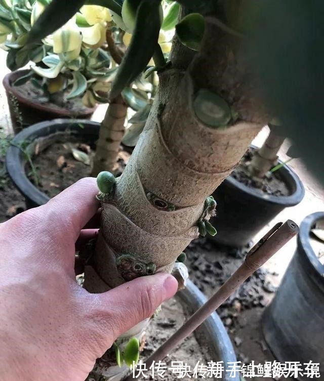 种花|2种花“不值钱”，花匠教3招，几年养成“盆景树”，1盆上千元！