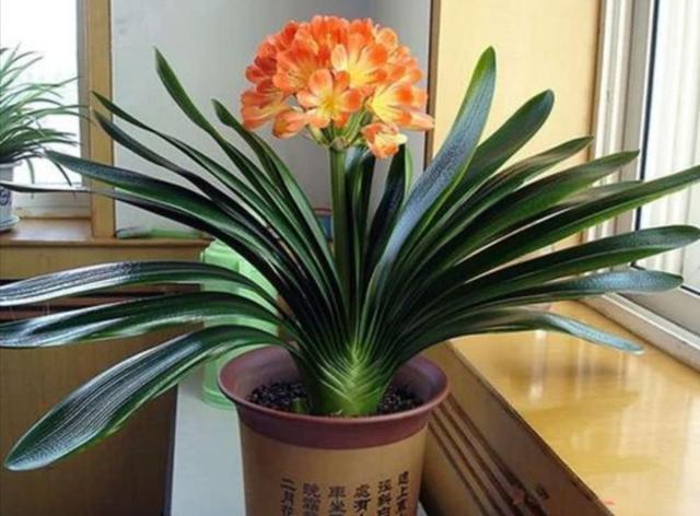 茶花|天冷了,3种花别“急着”搬进屋,在外“冻一冻”,开花又多又艳