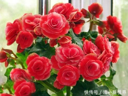 花儿|养丽格海棠,这4个“养护细节”别忽略,花苞多,一年四季开花!