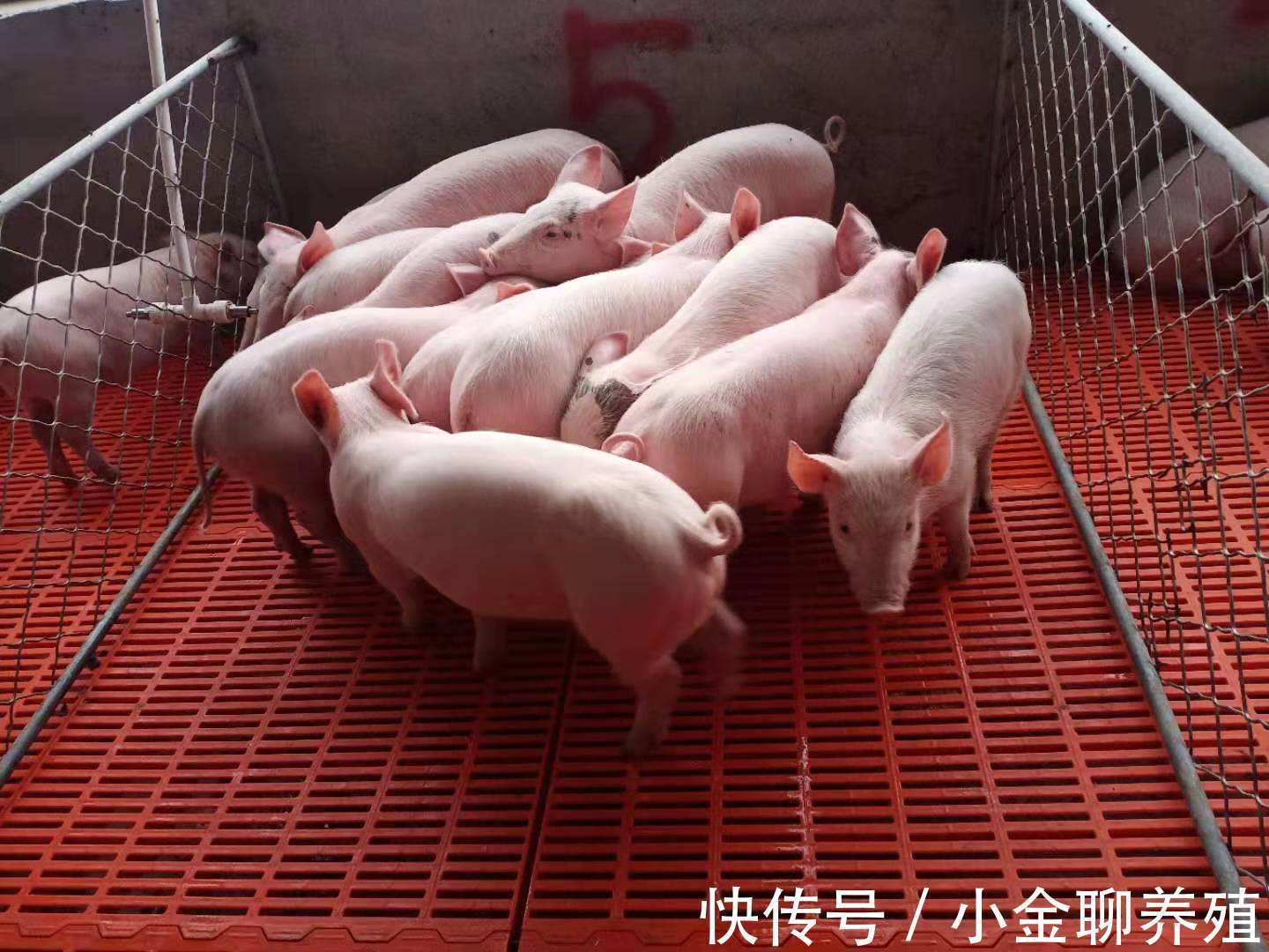 腹泻|仔猪腹泻的原因有哪些?引起仔猪腹泻的主要原因有哪些?