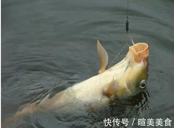 钓友|高手钓鱼教你野钓时,如何应付小杂鱼的用饵技巧,你学会了