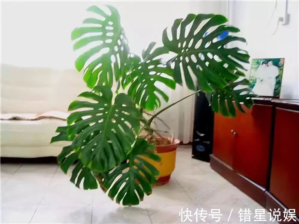 寓意|10大“吉祥花”适合养客厅,格调高,株型美,旺财又护家