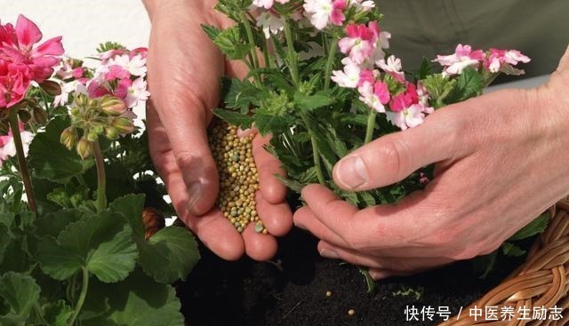 养花必备“3种肥”,啥花都能用,每月花盆撒一点,嗖嗖爆盆!