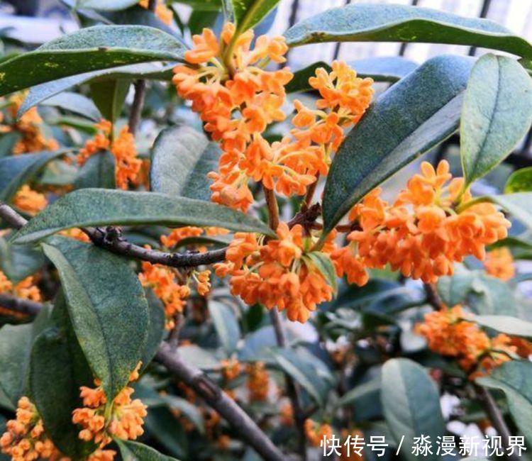 人养花,花也养人,家养3种花,漂亮还净化空气,烂漫迷人眼