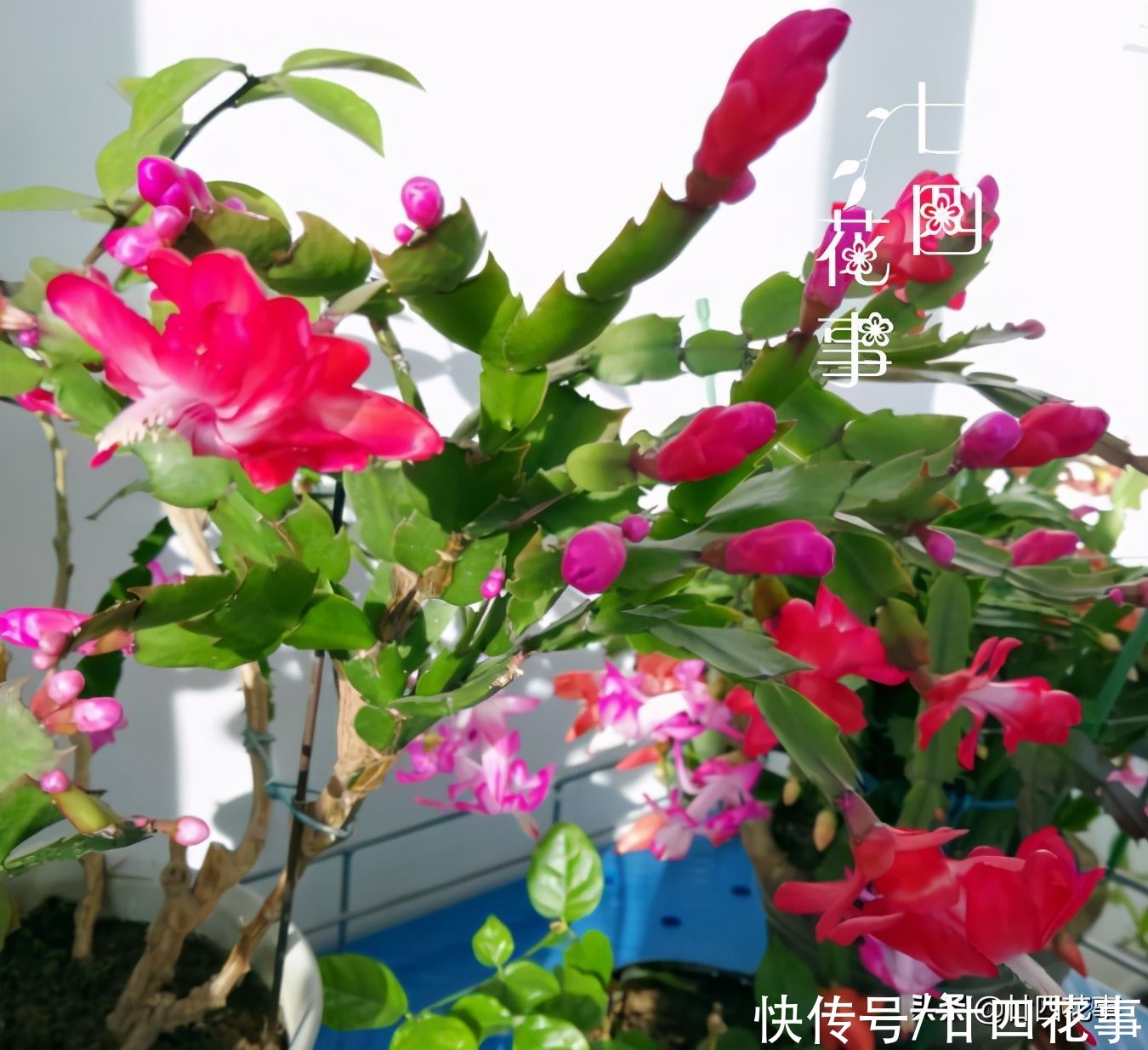 蟹爪兰复花并不难，简单3步，花朵一茬接一茬，开到5月份