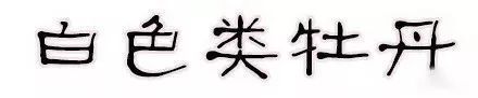 珊瑚台|牡丹盛开!盛况空前,绝对罕见,太美太漂亮了!