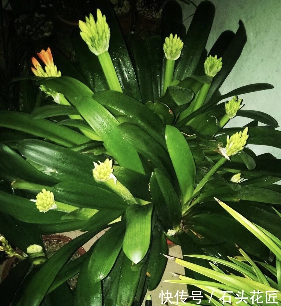 蚯蚓|养20年的君子兰,长得就像“大白菜”,一盆就能长8根花箭