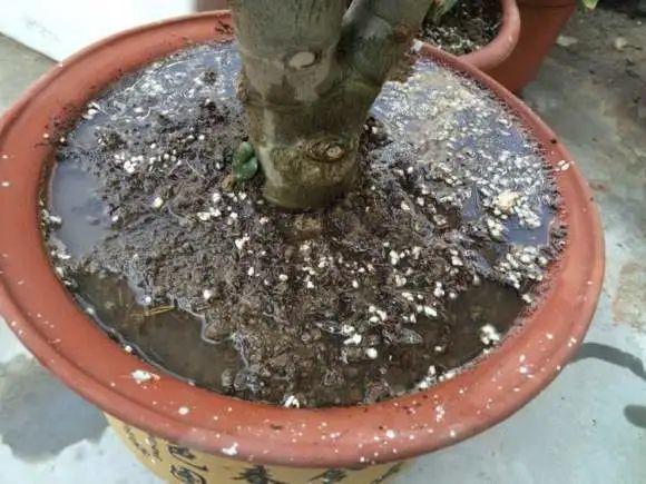蟹爪兰|长寿花换盆,切忌越换越大,一直用小盆养才好!