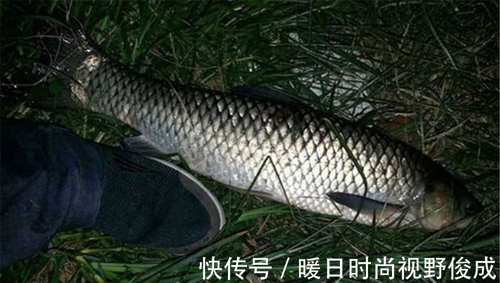 大鱼|盛夏夜钓聚鱼技巧，窝料粗细怎么占比？是否打重窝？跟白天不一样