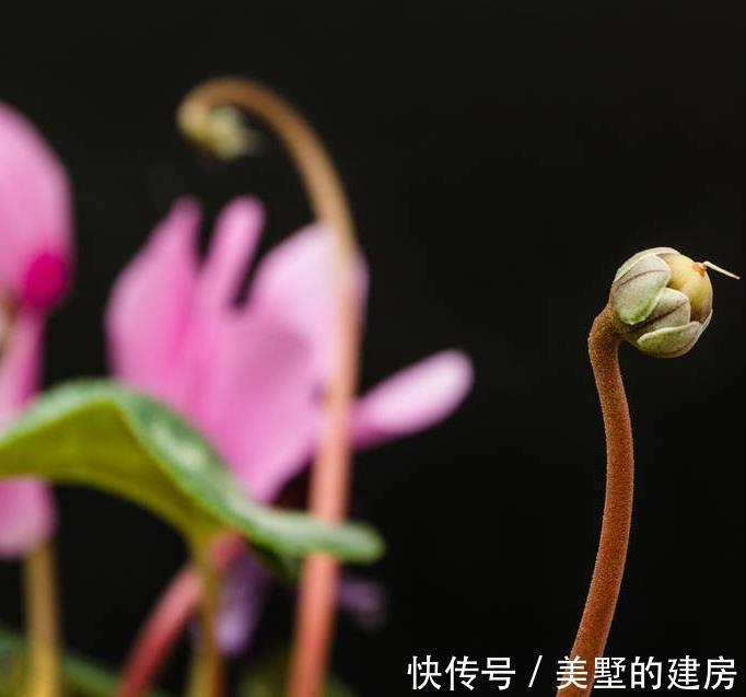 修剪|6种“漂亮花”,开完花别修剪,长满黑种子,第二年有惊喜