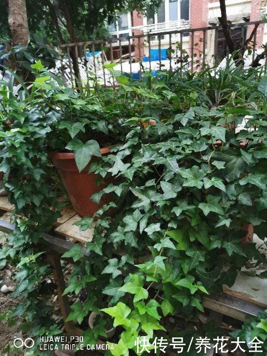 家里养5种爬藤花，半年就能爬满墙，看着超治愈