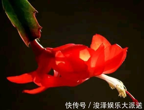 蟹爪兰一晒太阳就变样，叶片变成“松松垮垮”，这几点要注意