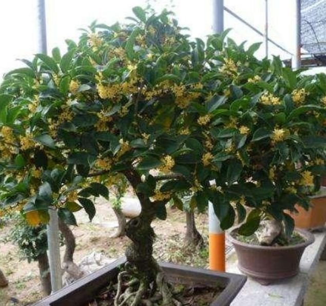 4种花漂亮又好养，越养越“值钱”，养10盆也不嫌多！