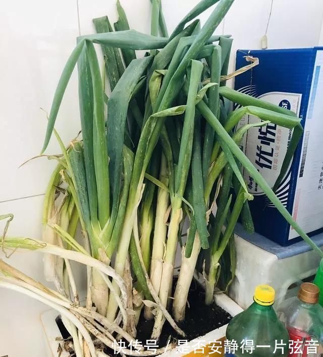 茼蒿|阳台就是大菜园，这6种蔬菜都能种，一年不用买菜，全家都够吃