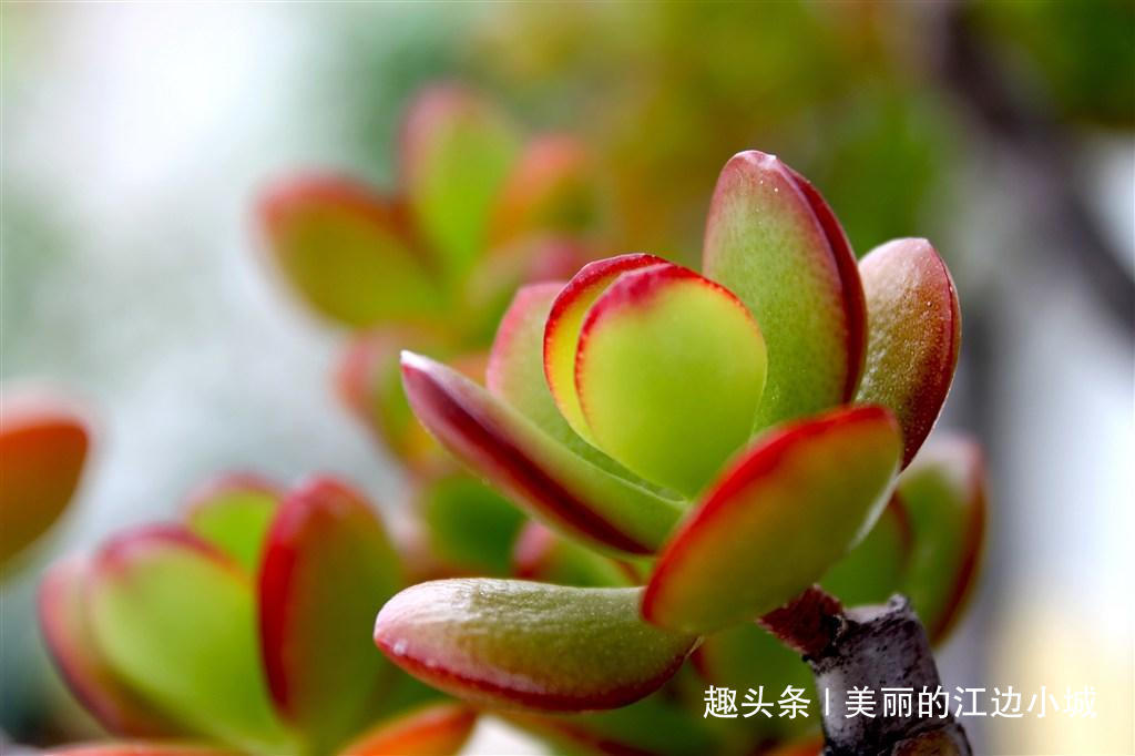 秋天多肉植物养护窍门，只要几招，个头蹭蹭长，开花到爆