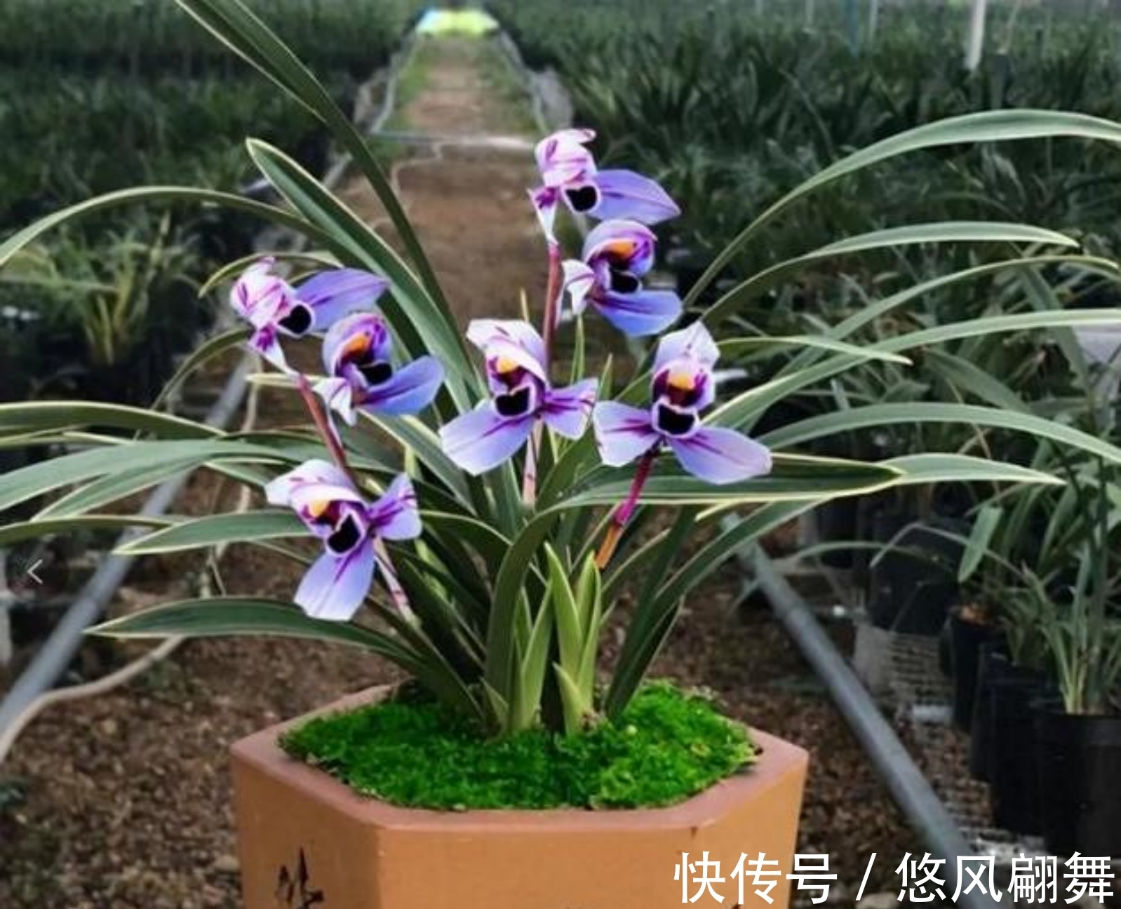紫月荷|犹如“仙境之花”紫月荷，花开荷瓣，兰香芬芳，叶带金边，易养活