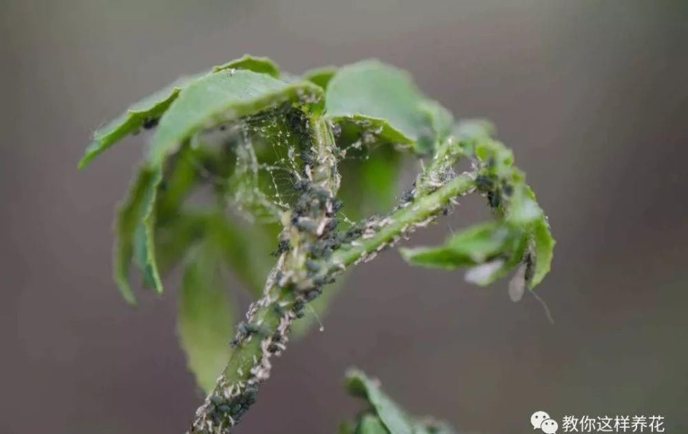  试试看|花盆里插1根筷子，解决了养花人的大难题，快试试看！