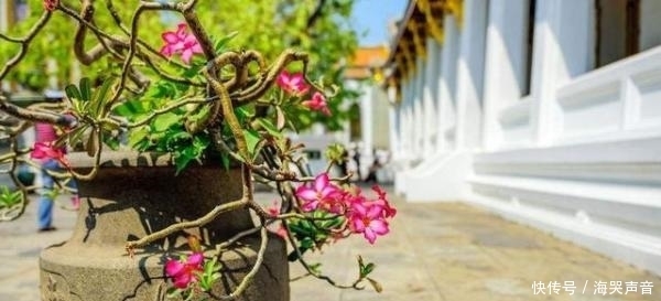 沙漠|沙漠玫瑰,掌握这些,长得既好看,又霸气