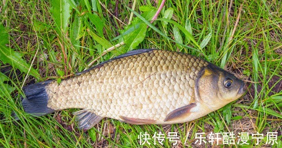 冬钓高手分享的钓鱼“秘技”,还不学起来,鱼获蹭蹭上涨