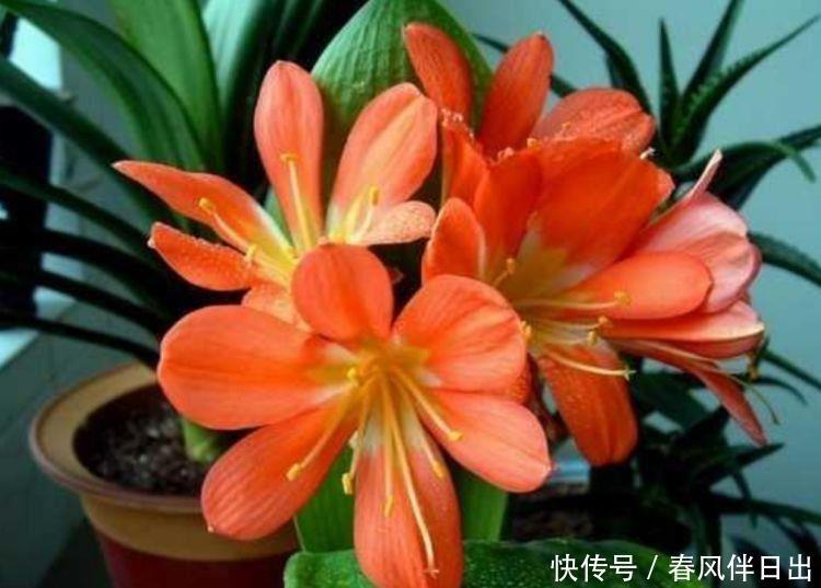 4种花开花吉祥又喜庆,年年开花美翻,颜值超高的