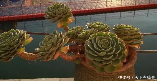 大妈|农村大妈养了五年多肉,每一盆都爆盆成老桩,养殖方法简单有效