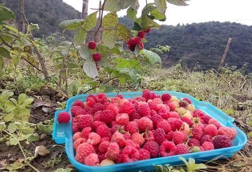 营养价值|亩产3千斤,市场20元一斤,可连续采收20年,却陷入种植陷阱