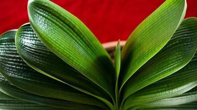 羊粪|这3种东西“人见人嫌”,邻居却捡来养花,盆里埋1点