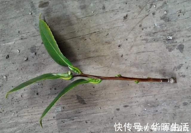 扦插|冬天能扦插养花，首选这6个品种，成活率高，很快开出大花朵