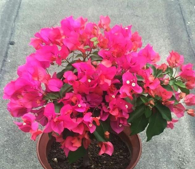 秋季|秋天养花，5买5不买，买错了浪费钱又闹心