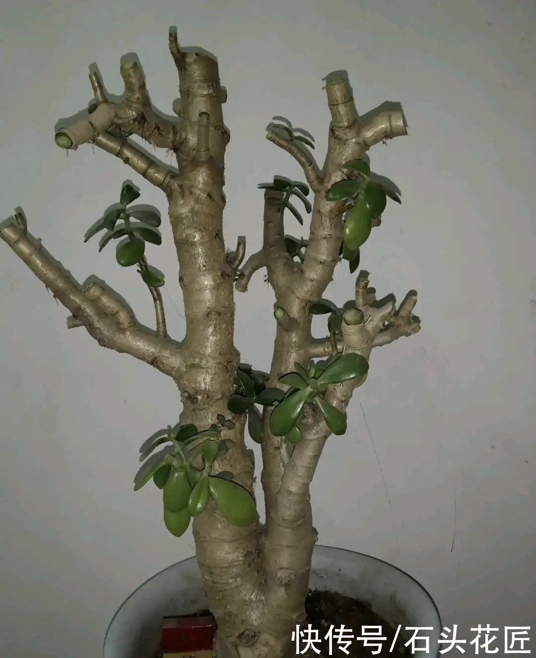 他把玉树的“叶子”全剪了,40天就长满了新芽,枝干更粗了