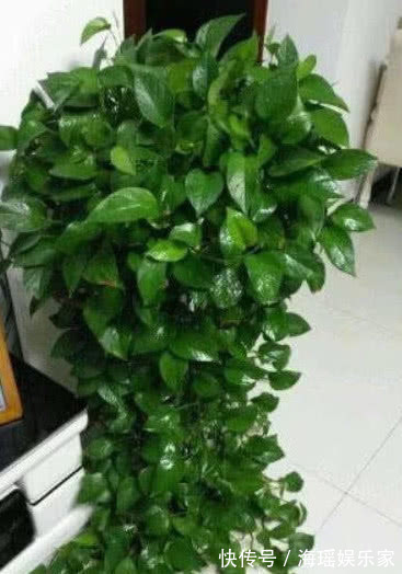 关键|想要绿萝、吊兰长得绿油油,爆成绿瀑布,做好关键这点就够了!