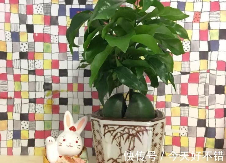 这5种植物寓意好,好看又好养,适合中国家庭入手