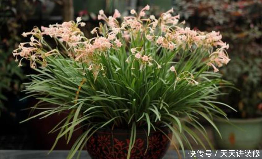 这5种花爱“生崽”,今年种一棵,来年变“一堆”,好养又省钱!