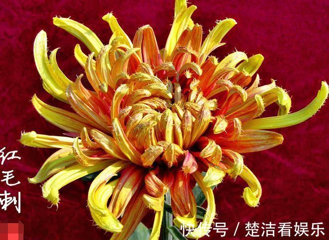 喜欢菊花,不如养盆“菊中精品”红毛球,似雪罩芙蓉,美艳十足!