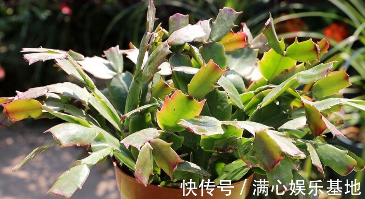 浇水|害怕蟹爪兰夏季打蔫,告诉你几个关键操作,让它叶片油绿硬挺