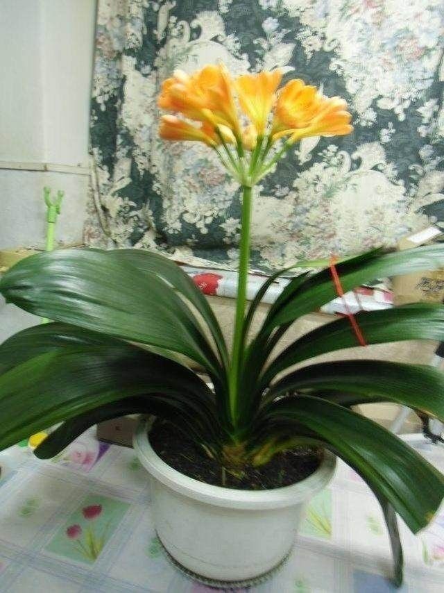 君子兰养的好不好,别总是给花换土,现在就教你,结果太喜人