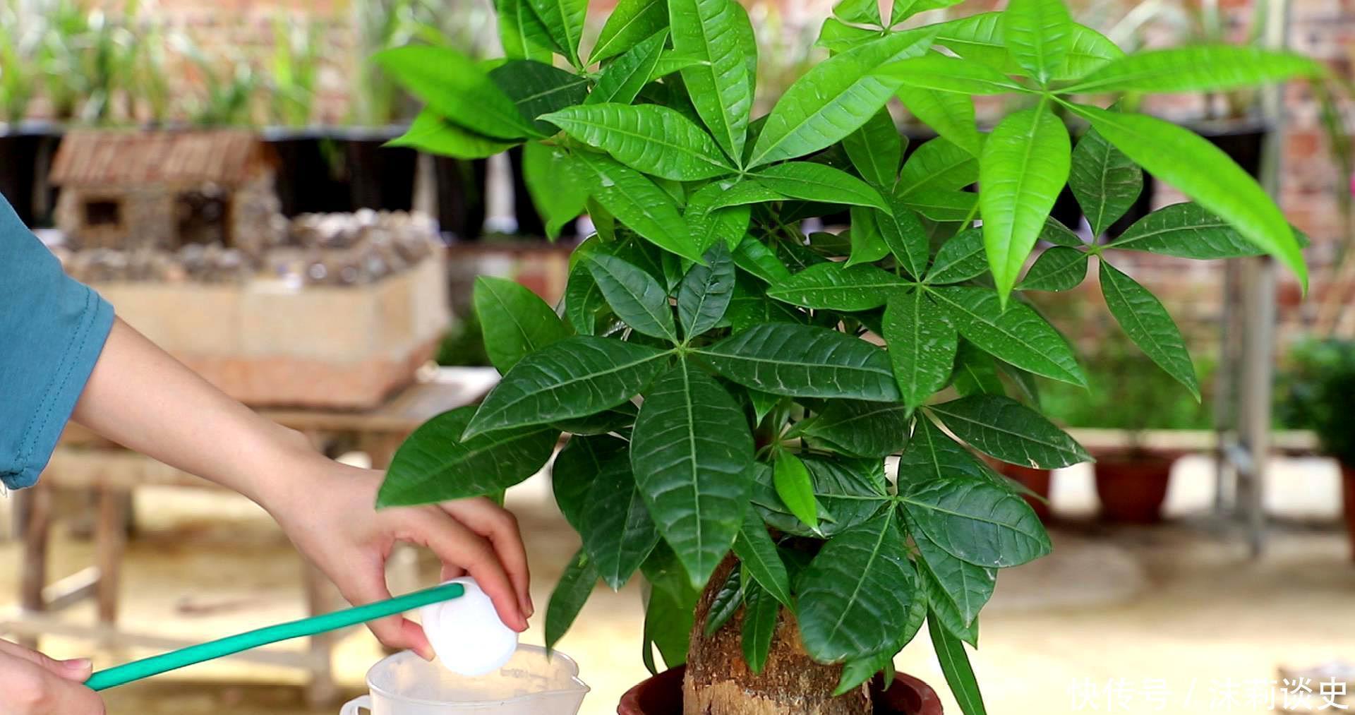 这4种花进入休眠期,水要少浇!如何正确浇水呢?