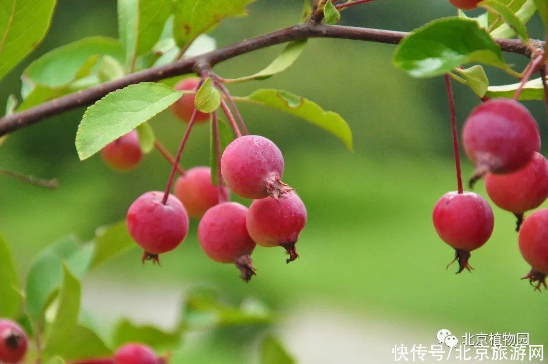 苹果|春华秋实，赏海棠红果正当时~