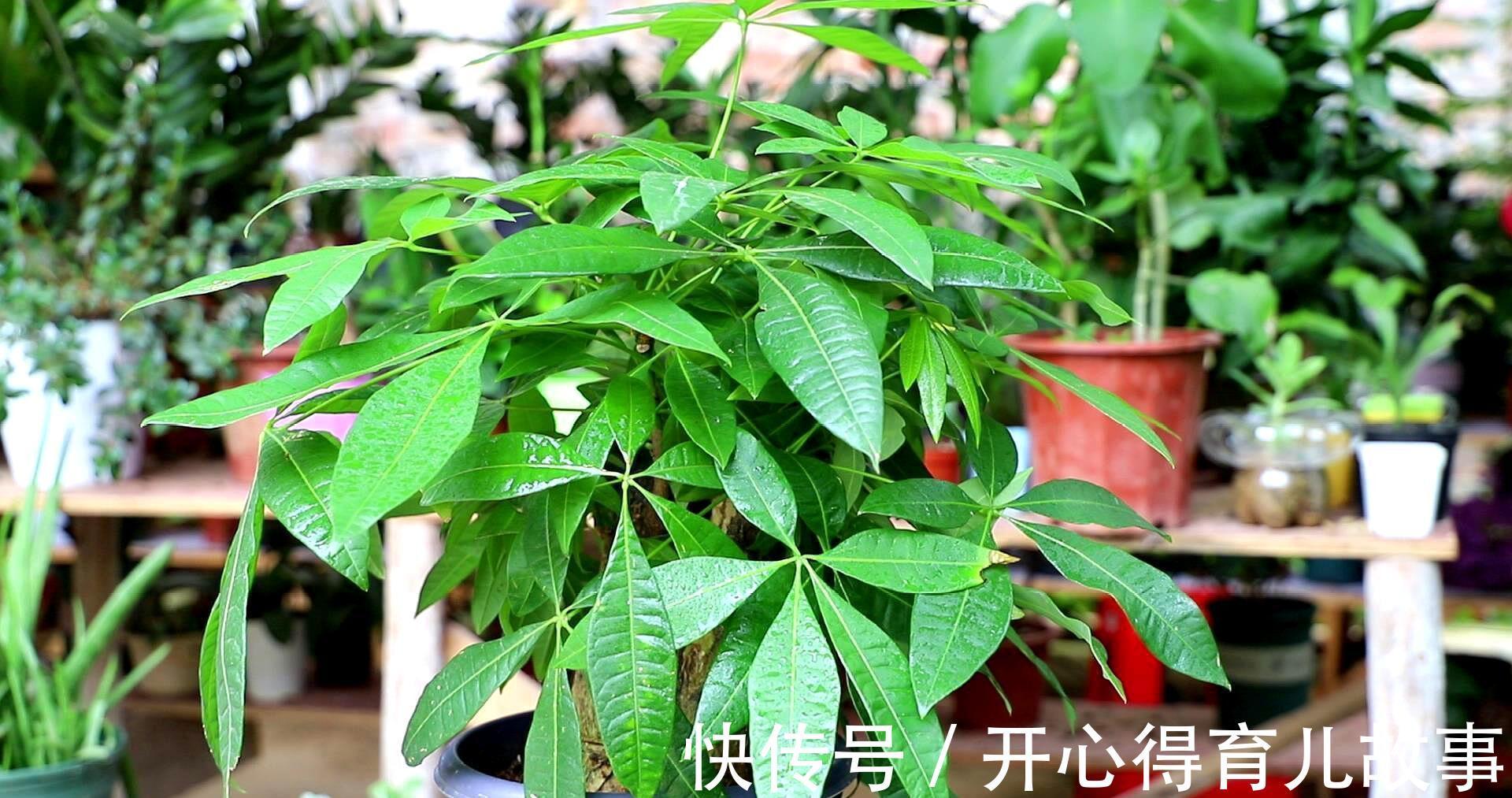 天冷发财树就黄叶,2个“病因”揪出来,分分钟解决,叶片油绿