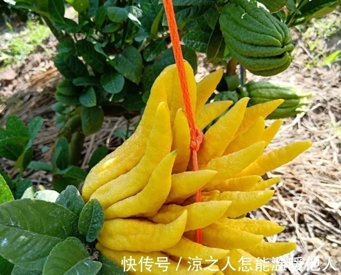 这植物也许对谁都有帮助,因为目前益处很大,尤其是果实,请熟知